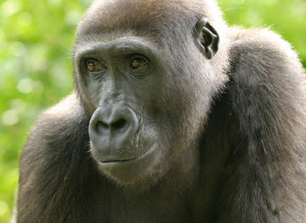 gorilla